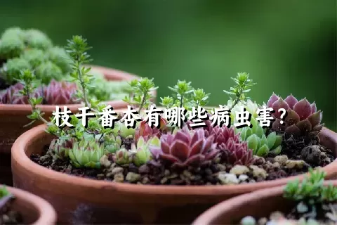 枝干番杏有哪些病虫害？