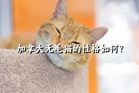 加拿大无毛猫的性格如何？