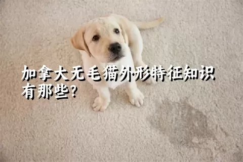 加拿大无毛猫外形特征知识有那些？