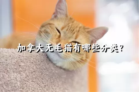 加拿大无毛猫有哪些分类？