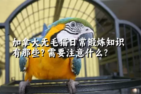 加拿大无毛猫日常锻炼知识有那些？需要注意什么？