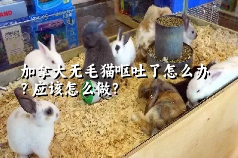 加拿大无毛猫呕吐了怎么办？应该怎么做？