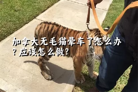 加拿大无毛猫晕车了怎么办？应该怎么做？