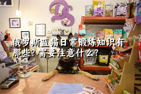 俄罗斯蓝猫日常锻炼知识有那些？需要注意什么？