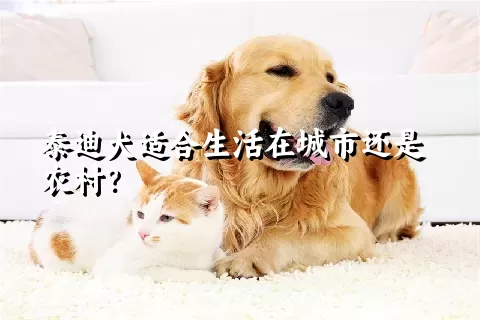 泰迪犬适合生活在城市还是农村？