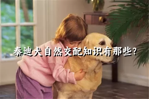 泰迪犬自然交配知识有那些？