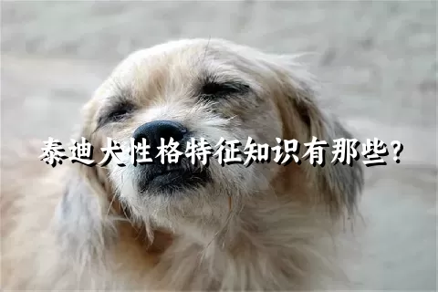 泰迪犬性格特征知识有那些？