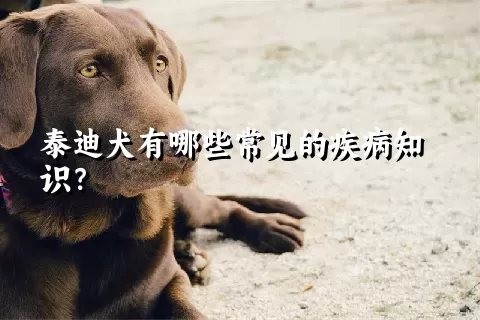 泰迪犬有哪些常见的疾病知识？