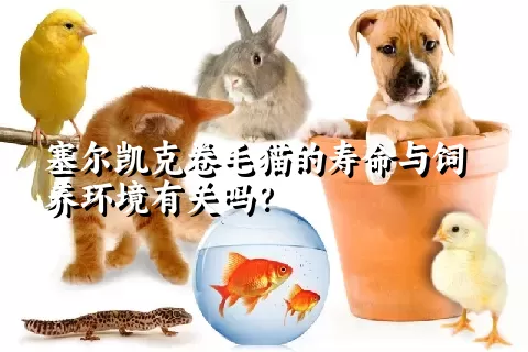 塞尔凯克卷毛猫的寿命与饲养环境有关吗？