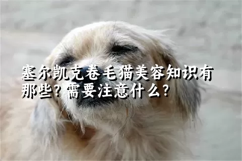 塞尔凯克卷毛猫美容知识有那些？需要注意什么？