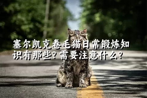 塞尔凯克卷毛猫日常锻炼知识有那些？需要注意什么？