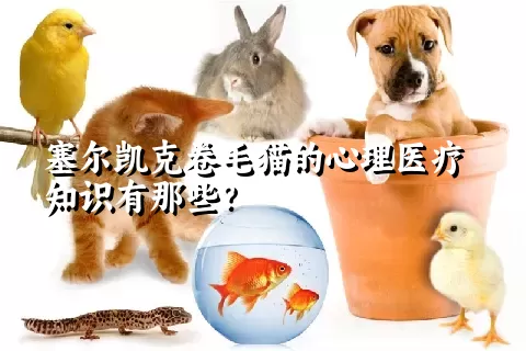 塞尔凯克卷毛猫的心理医疗知识有那些？