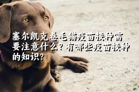 塞尔凯克卷毛猫疫苗接种需要注意什么？有哪些疫苗接种的知识？