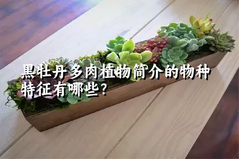 黑牡丹多肉植物简介的物种特征有哪些？