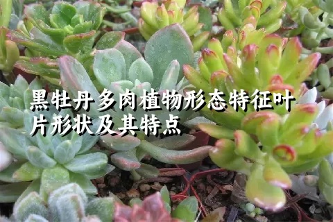 黑牡丹多肉植物形态特征叶片形状及其特点