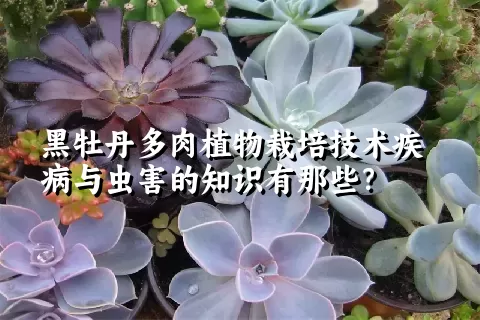 黑牡丹多肉植物栽培技术疾病与虫害的知识有那些？ 