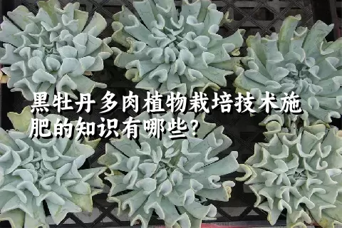 黑牡丹多肉植物栽培技术施肥的知识有哪些？ 