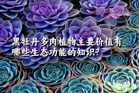 黑牡丹多肉植物主要价值有哪些生态功能的知识？