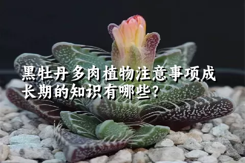 黑牡丹多肉植物注意事项成长期的知识有哪些？ 