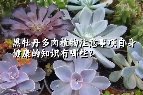 黑牡丹多肉植物注意事项自身健康的知识有哪些？