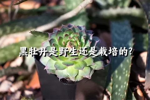 黑牡丹是野生还是栽培的?