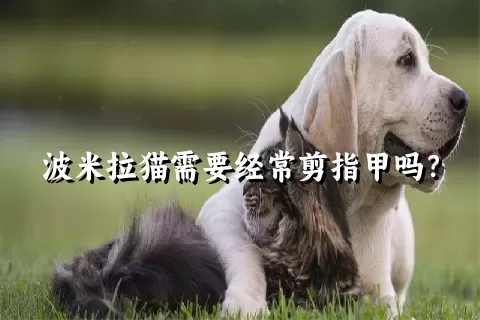 波米拉猫需要经常剪指甲吗？