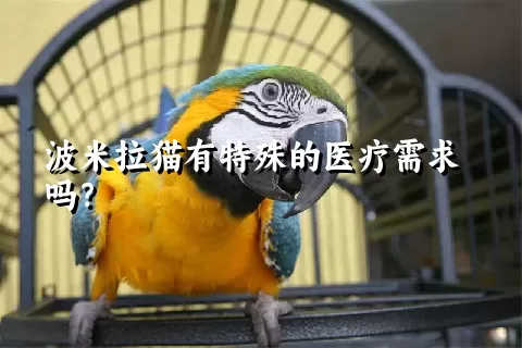 波米拉猫有特殊的医疗需求吗？