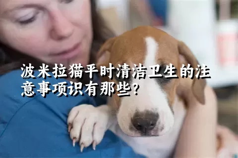 波米拉猫平时清洁卫生的注意事项识有那些？ 