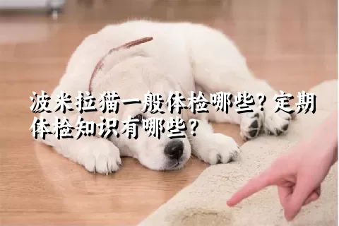 波米拉猫一般体检哪些？定期体检知识有哪些？