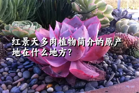 红景天多肉植物简介的原产地在什么地方？