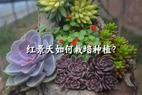 红景天如何栽培种植？