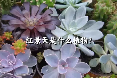 红景天是什么植物？