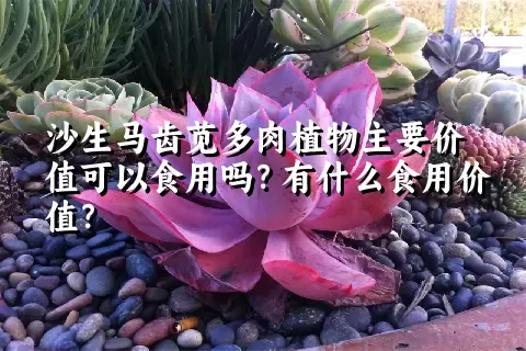 沙生马齿苋多肉植物主要价值可以食用吗？有什么食用价值？