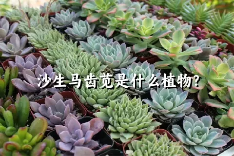 沙生马齿苋是什么植物？