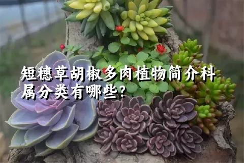 短穗草胡椒多肉植物简介科属分类有哪些？