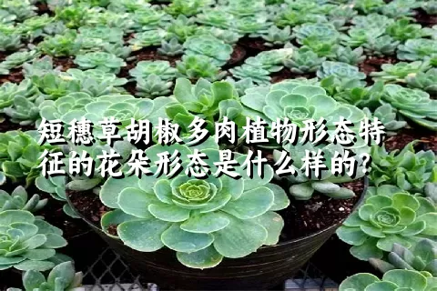 短穗草胡椒多肉植物形态特征的花朵形态是什么样的？