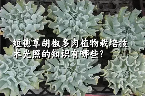 短穗草胡椒多肉植物栽培技术光照的知识有哪些？ 