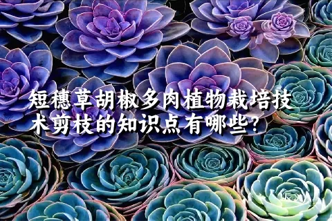 短穗草胡椒多肉植物栽培技术剪枝的知识点有哪些？