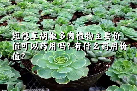 短穗草胡椒多肉植物主要价值可以药用吗？有什么药用价值？