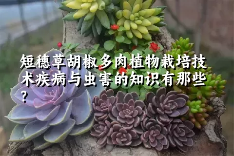 短穗草胡椒多肉植物栽培技术疾病与虫害的知识有那些？ 