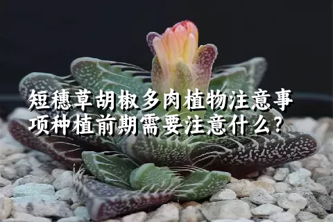 短穗草胡椒多肉植物注意事项种植前期需要注意什么？ 