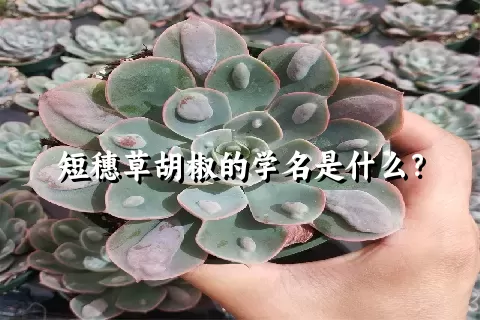 短穗草胡椒的学名是什么？