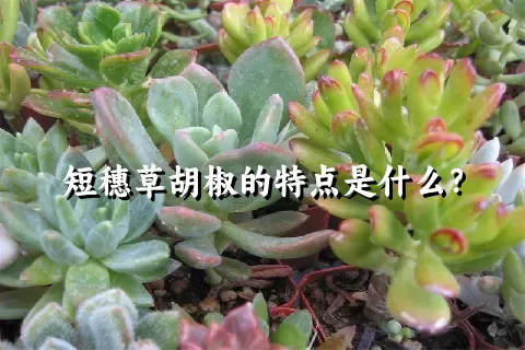 短穗草胡椒的特点是什么？