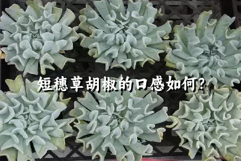 短穗草胡椒的口感如何？