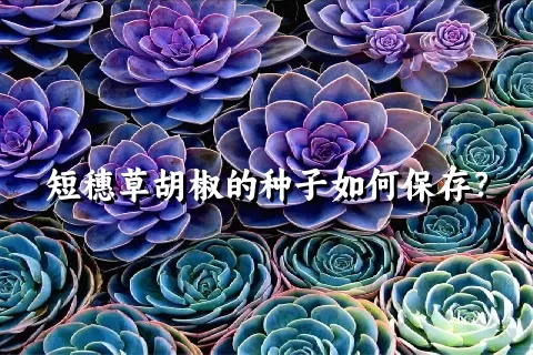 短穗草胡椒的种子如何保存？