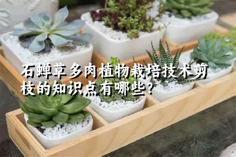 石蝉草多肉植物栽培技术剪枝的知识点有哪些？