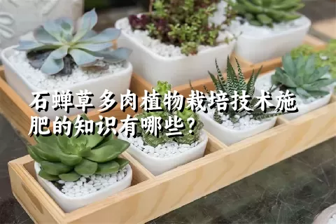 石蝉草多肉植物栽培技术施肥的知识有哪些？ 