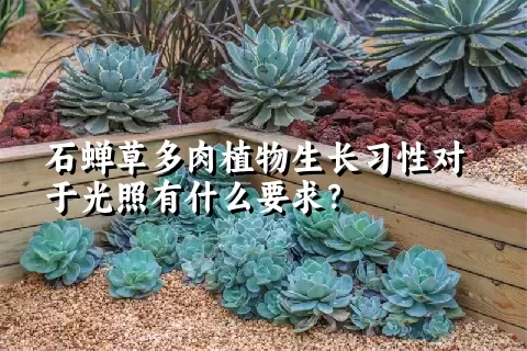 石蝉草多肉植物生长习性对于光照有什么要求？