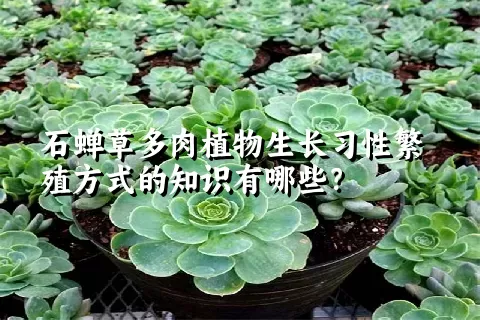 石蝉草多肉植物生长习性繁殖方式的知识有哪些？