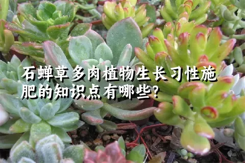 石蝉草多肉植物生长习性施肥的知识点有哪些？	